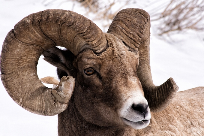 Big Horn Sheep - battle bruised Horns